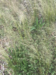 Austrostipa scabra
