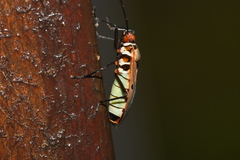 Dysdercus sidae