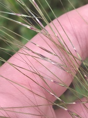 Austrostipa scabra