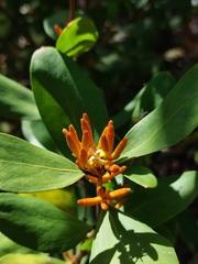 Persoonia laurina