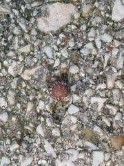 Xerotricha conspurcata