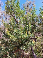 Banksia aemula
