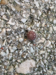 Xerotricha conspurcata