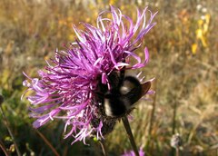 Bombus patagiatus