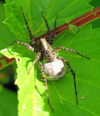 Pardosa agricola