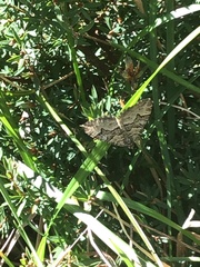 Chrysolarentia rhynchota