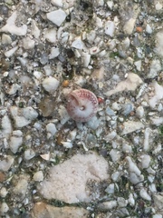 Xerotricha conspurcata