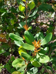 Persoonia laurina