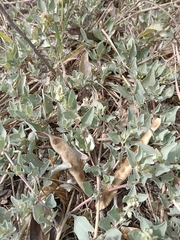 Atriplex maximowicziana