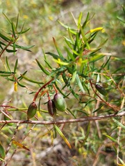 Persoonia nutans