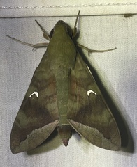 Nephele comma
