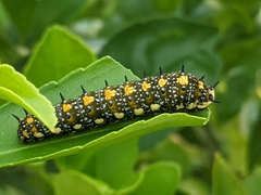 Papilio anactus