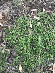 Glycine tabacina