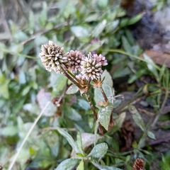 Persicaria capitata