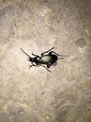 Morphocarabus