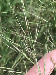 Austrostipa bigeniculata