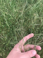Austrostipa bigeniculata
