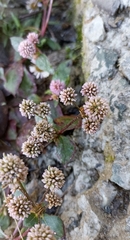 Persicaria capitata