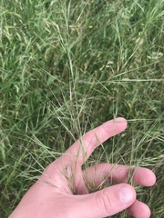 Austrostipa bigeniculata