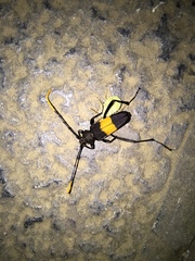 Embrikstrandia bimaculata