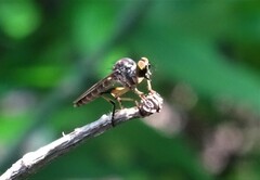 Ommatiini