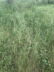 Austrostipa bigeniculata