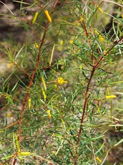 Persoonia nutans