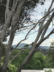 Polytelis swainsonii