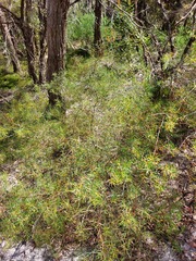 Persoonia nutans