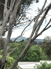 Polytelis swainsonii