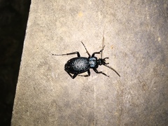 Carabus