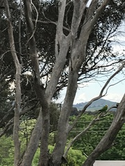 Polytelis swainsonii