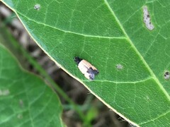 Tyrolimnas anthraconesa