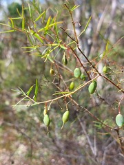 Persoonia nutans