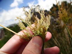 Juncus sarophorus