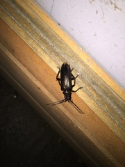 Disteniidae