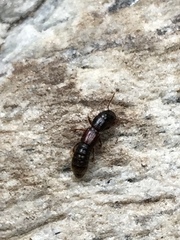 Osoriinae