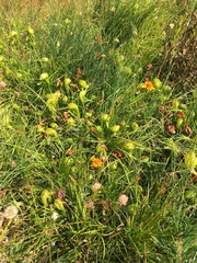 Raillardella pringlei