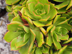 Aeonium lancerottense image