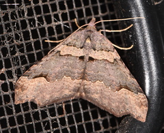 Austrocidaria parora