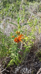 Leonotis leonurus