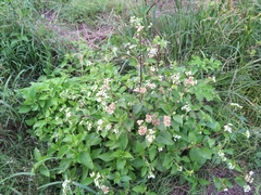 Ageratum conyzoides