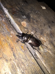 Prismognathus davidis