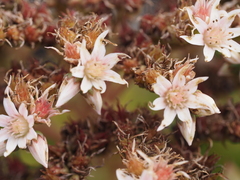 Image of Aeonium lancerottense