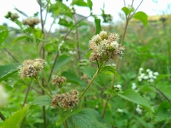 Ageratum conyzoides