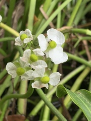 Sagittaria trifolia