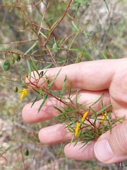 Persoonia nutans