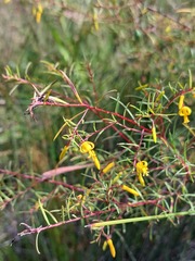 Persoonia nutans