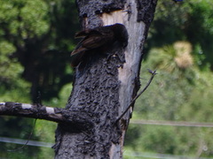 Nestor meridionalis septentrionalis