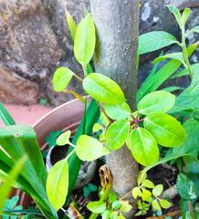Prunus lusitanica